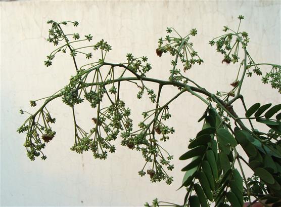 Albizzia odoratissima